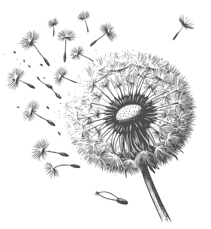 Schwarz-weiße Zeichnung einer Pusteblume, deren Samen sanft verwehen - ein Symbol für Abschied bei Bestattung Düsseldorf.