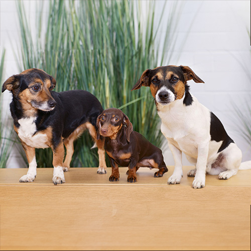 Drei kleine Hunde sitzen entspannt vor grünen Pflanzen - ein Symbol für Trost und Nähe bei Ihrem Bestatter Düsseldorf.